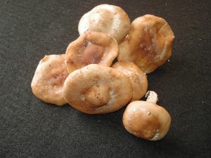 radioproctective mushrooms shiitake